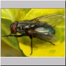 Calliphoridae sp - Schmeissfliegen 05.jpg